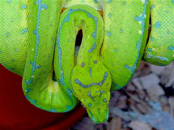  Lereh Morelia Viridis ID = 