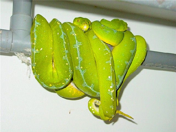  Lereh Morelia Viridis ID = 