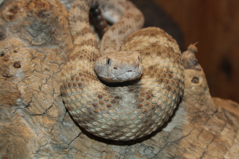  Crotalus mitchelli mitchelli ID = 