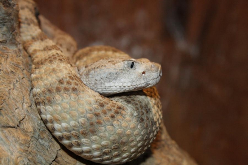  Crotalus mitchelli mitchelli ID = 