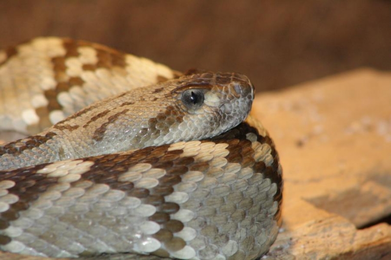  Crotalus molossus molossus TX ID = 