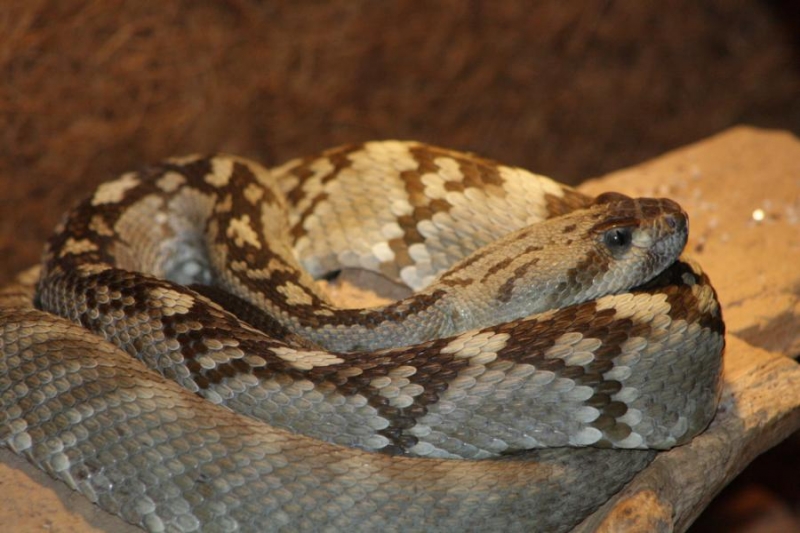  Crotalus molossus molossus TX ID = 