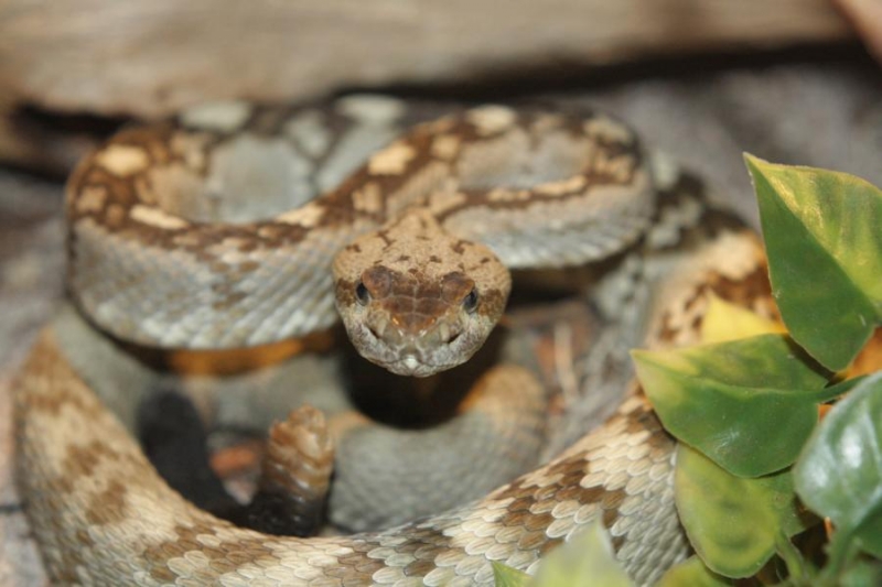  Crotalus molossus molossus TX ID = 