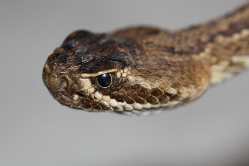  Crotalus scutulatus scut ID = 