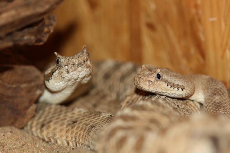  Crotalus cer. cercobombus ID = 