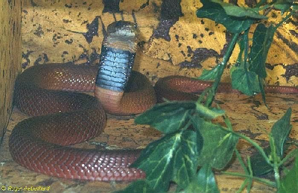  Naja pallida ID = 