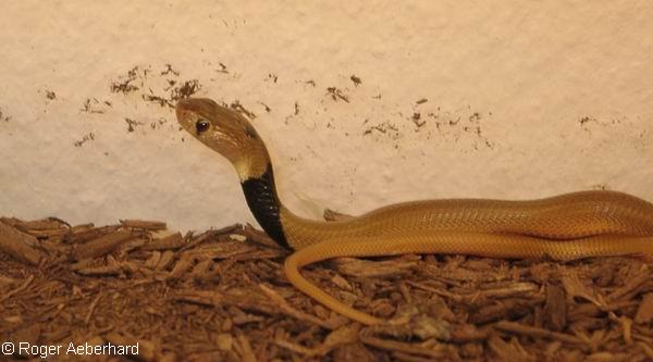  Naja pallida ID = 
