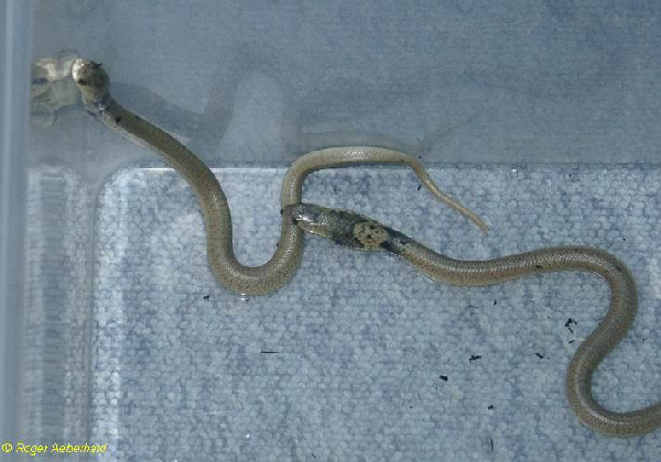  Naja annulifera ID = 