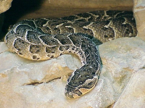  Bitis lachesis ID = 