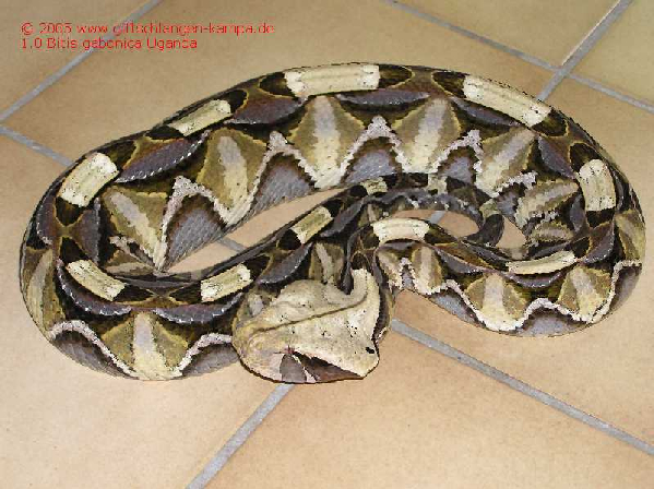  Bitis gabonica ID = 