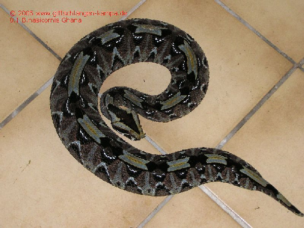  Bitis nasicornis ID = 