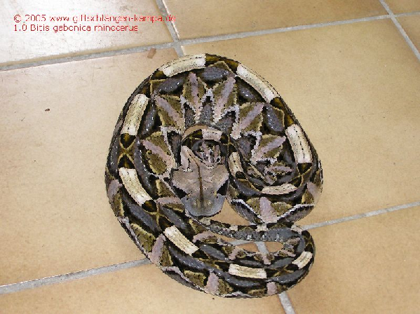  Bitis gabonica rhinocerus ID = 