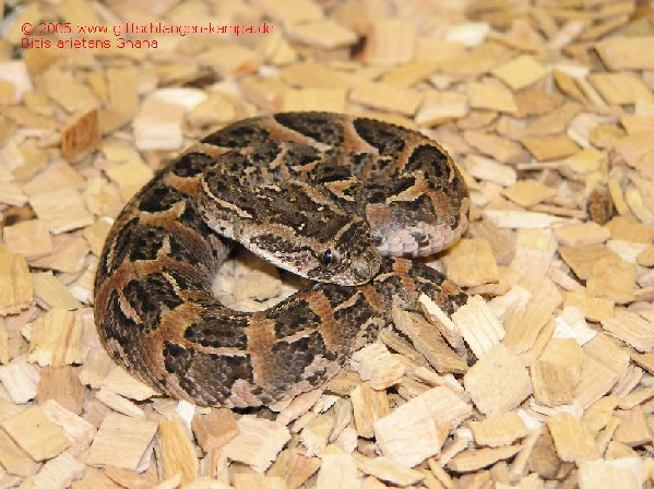  Bitis arietans ID = 