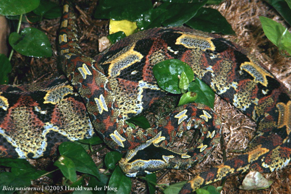  Bitis Nasicornis ID = 