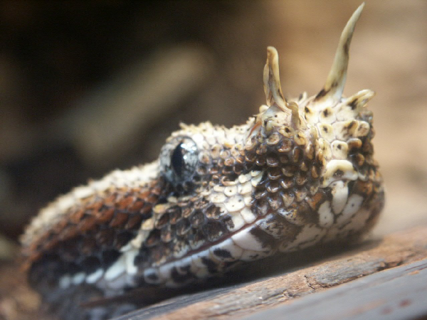  Bitis nasicornis ID = 