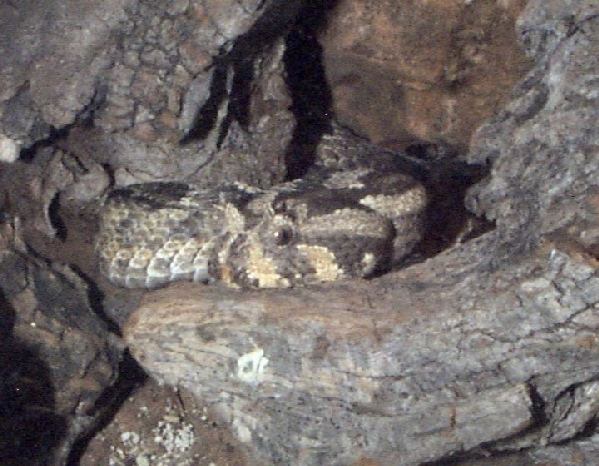  Bitis cornuta ID = 