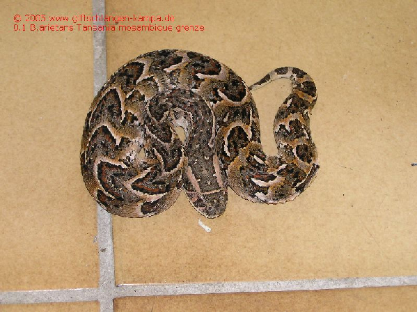  Bitis arietans ID = 