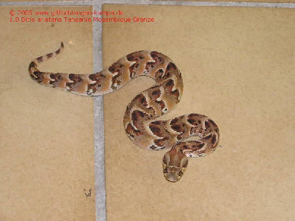  Bitis arietans ID = 