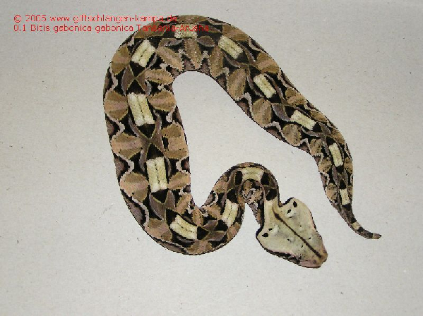  Bitis gabonica gabonica ID = 