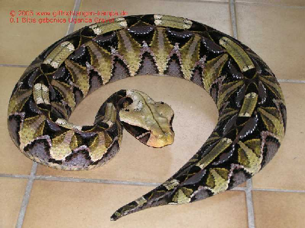  Bitis gabonica ID = 