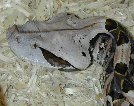  Bitis gabonica ID = 