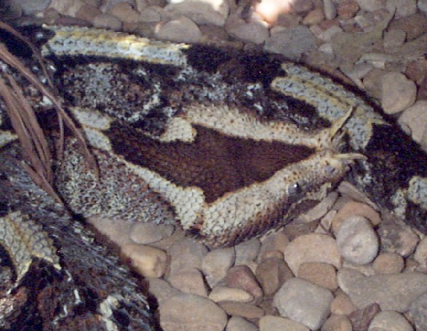  Bitis nasicornis ID = 