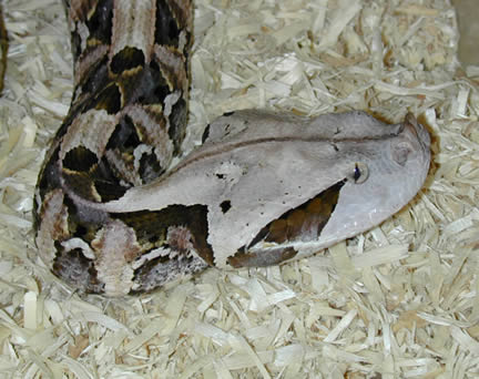  Bitis gabonica ID = 