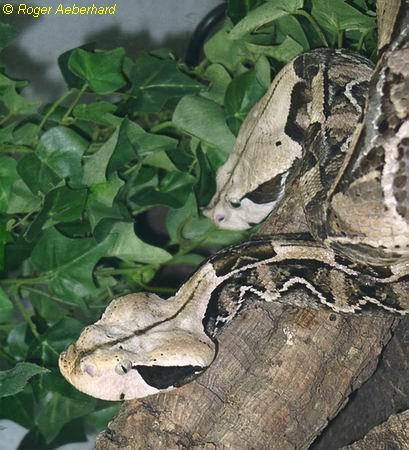  Bitis gabonica rhinoceros ID = 