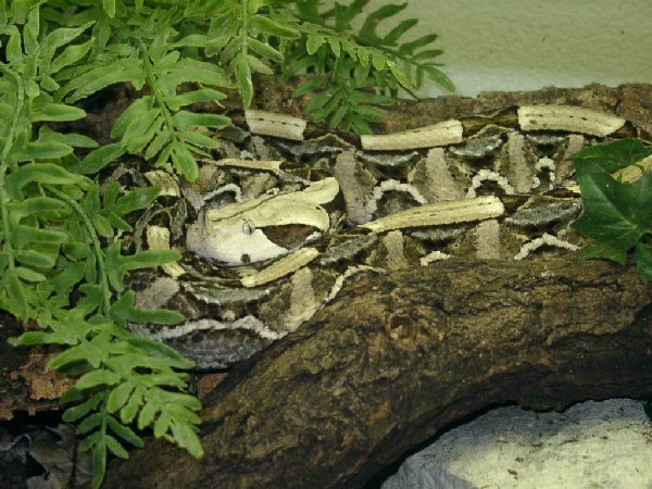  Bitis gabonica rhinoceros ID = 