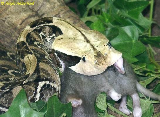  Bitis gabonica rhinoceros ID = 