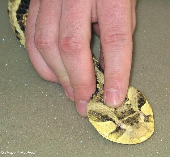  Bitis arietans arietans ID = 