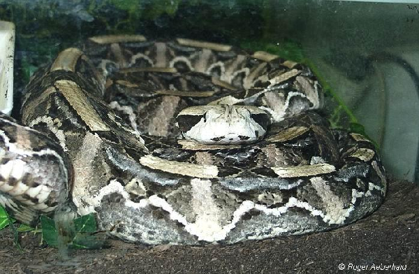  Bitis gabonica rhinoceros ID = 