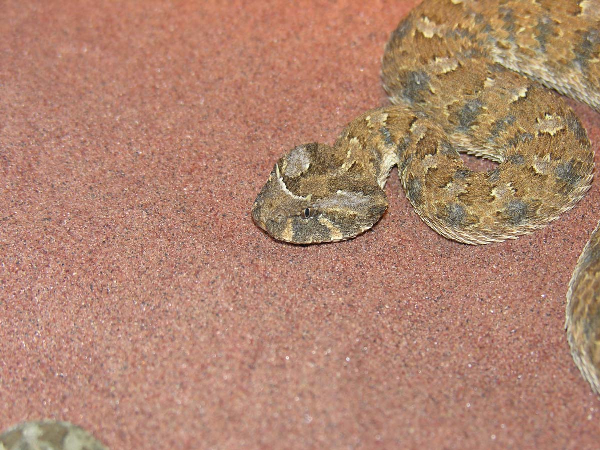  Bitis caudalis ID = 