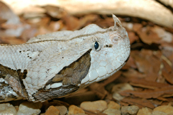  Bitis gabonica ID = 