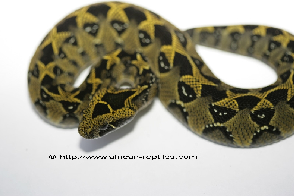  Bitis parviocula ID = 