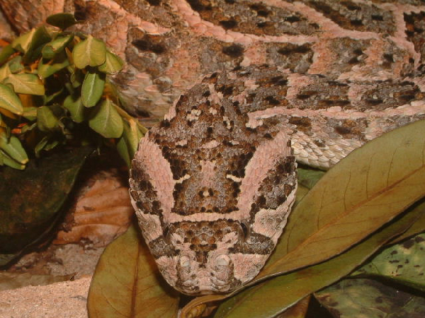  Bitis arietans ID = 