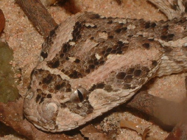  Bitis arietans ID = 