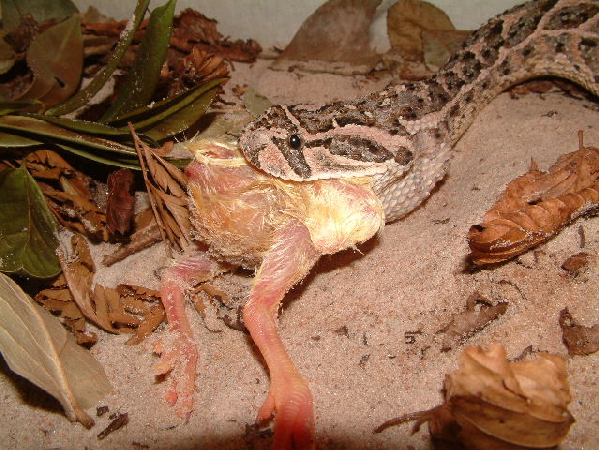  Bitis arietans ID = 