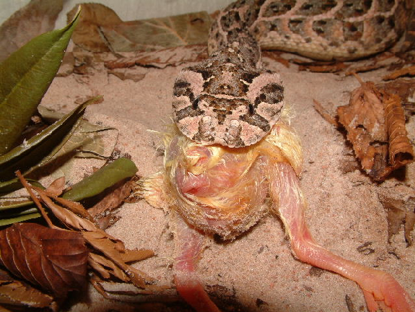  Bitis arietans ID = 