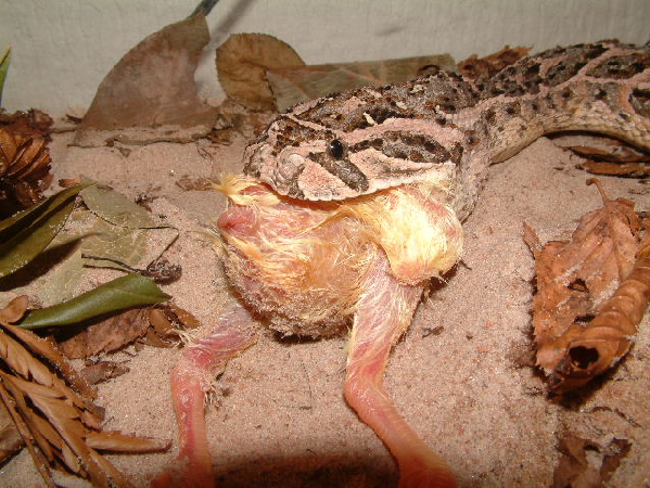  Bitis arietans ID = 