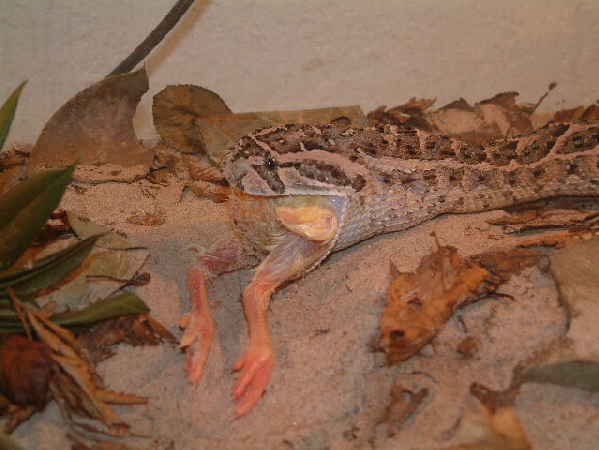  Bitis arietans ID = 