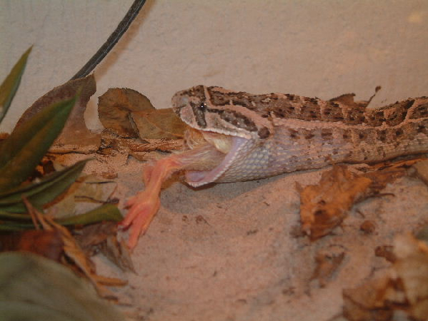  Bitis arietans ID = 