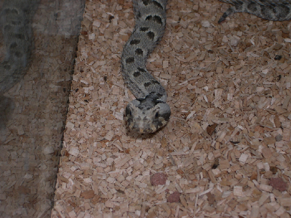  Bitis cornuta cornuta ID = 