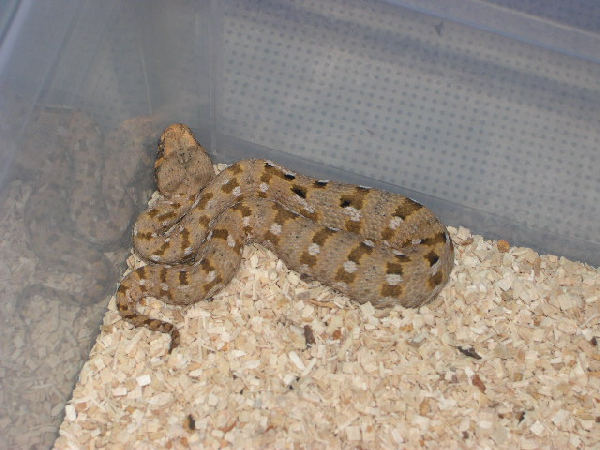  Bitis xeropaga (Baby) ID = 