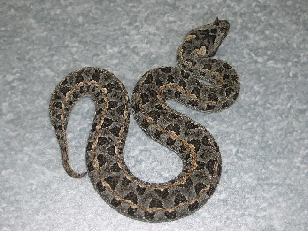  Bitis worthingtoni ID = 