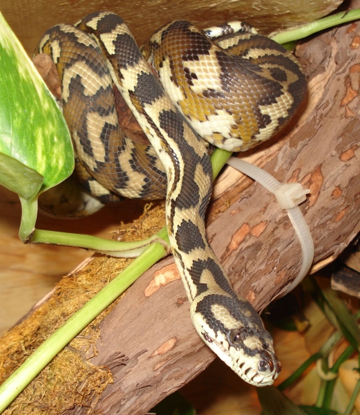  Morelia Spilota Harrisoni ID = 