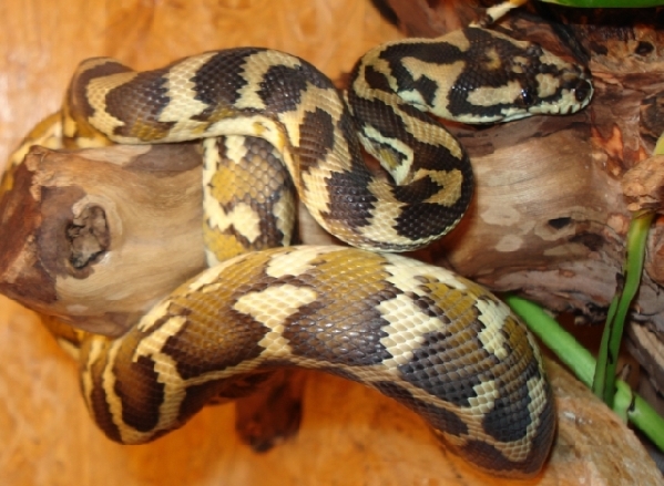  Morelia Spilota Harrisoni ID = 