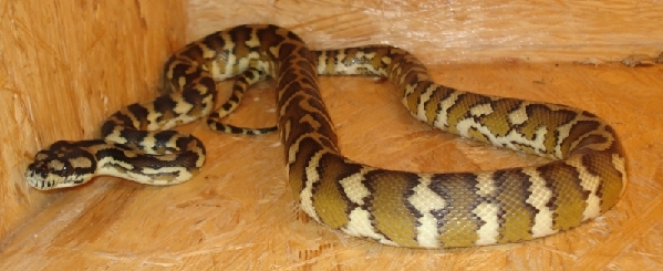  Morelia Spilota Harrisoni ID = 