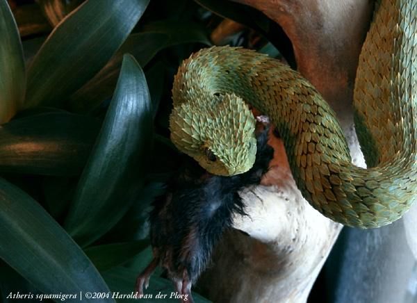  Atheris squamiger ID = 