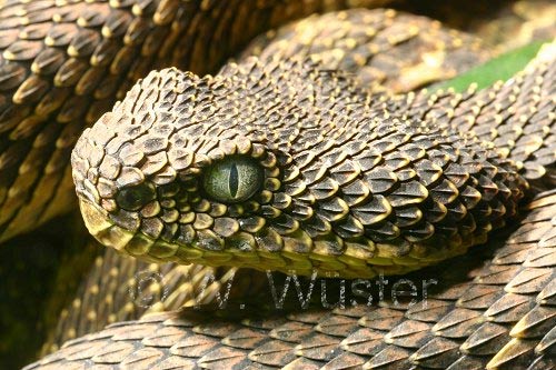  Atheris desaixi ID = 